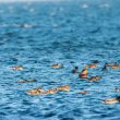 Canards pilets, souchets et siffleurs